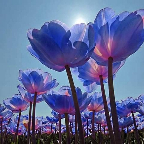 Meet your Posher, Lala's Closet - Picture 1 of 1